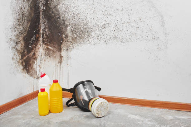 Best Mold Removal Company Near Me  in Westville, OK