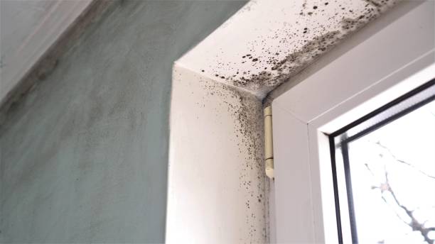 Best Best Mold Removal Companies  in Westville, OK