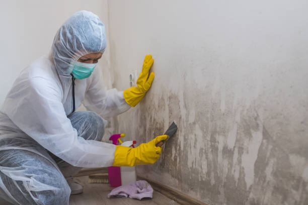 Best Mold Remediation  in Westville, OK