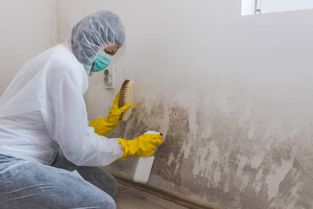 Best Mold Removal Near Me  in Westville, OK
